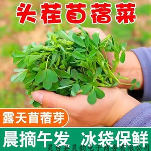 食用苜蓿菜芽苗新鲜嫩芽纯全叶农家草头现摘发头茬上海金花菜三叶