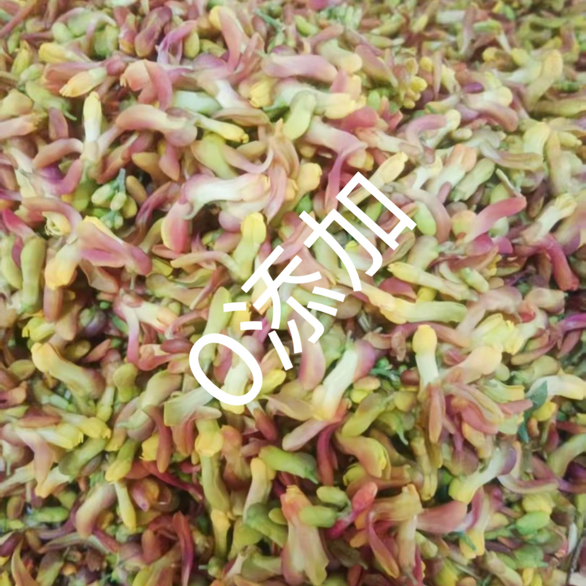 新鲜红色金雀花1斤重庆特产可食用鲜花阳雀花野花特色蔬菜500g