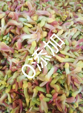 新鲜红色金雀花1斤重庆特产可食用鲜花阳雀花野花特色蔬菜500g
