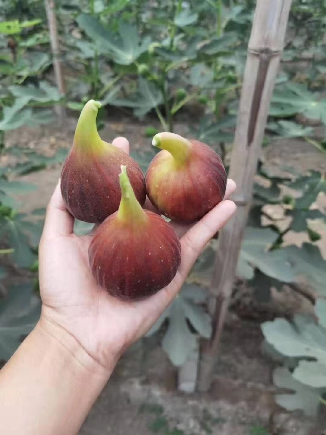 北京发出树上熟无花果甜度特别好棒新鲜水果