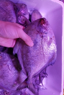 正宗本港咸鱼咸乌枪鱼乌鲳鱼海产特产咸货500克