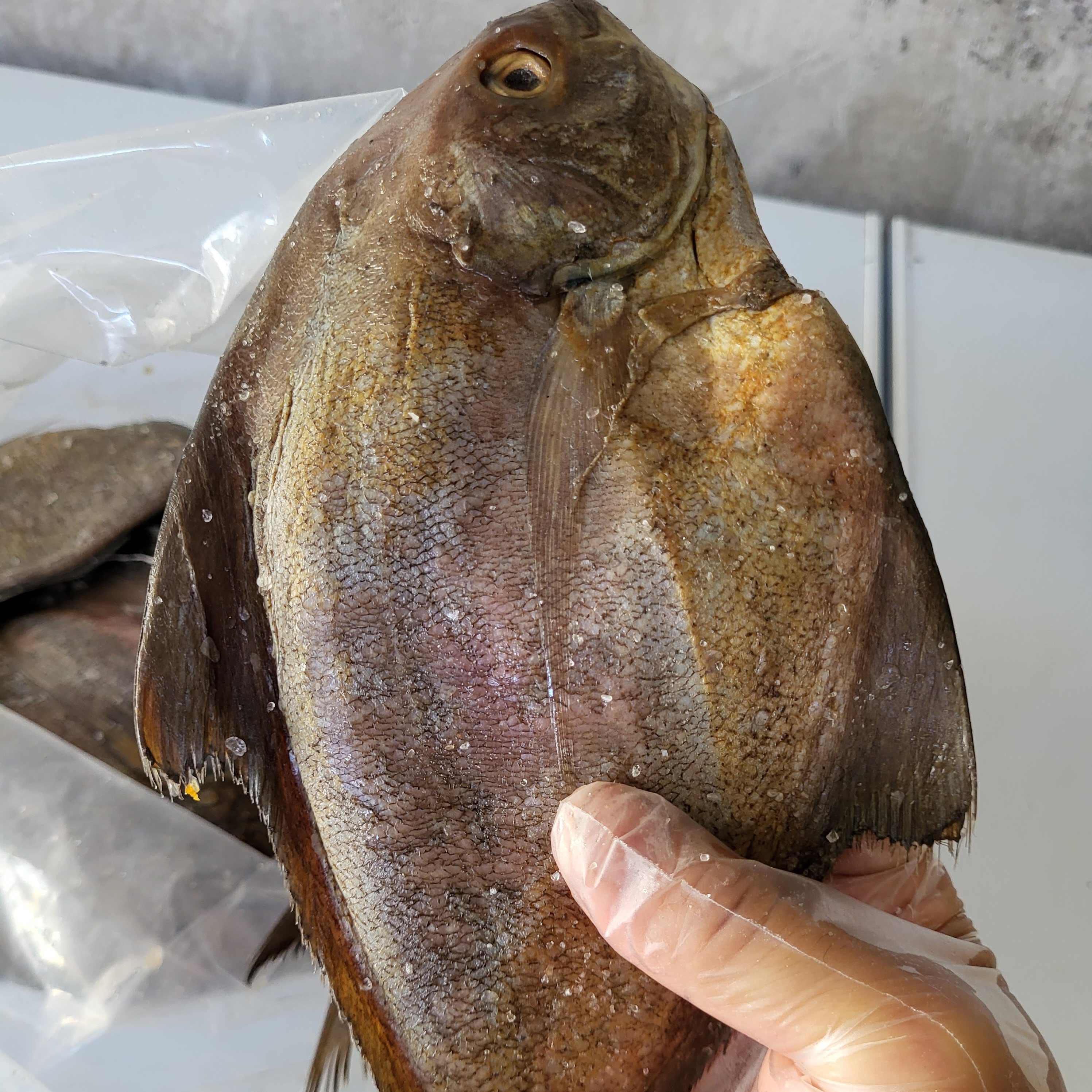 汕尾本港咸乌鲳鱼梅香乌鲳鱼梅香乌枪鱼海产咸货（35元/条）,水产肉类/新鲜蔬果/熟食,鲳鱼,淘宝优惠券,粉丝福利购,淘宝优惠卷