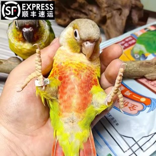 手养半毛小太阳鹦鹉雏鸟绿颊黄边凤梨肉桂活体宠物鹦鹉可教说话