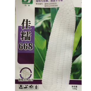 白甜糯种子佳糯668 澳甜糯75粘甜香糯软口感佳鲜食玉米籽国审品种