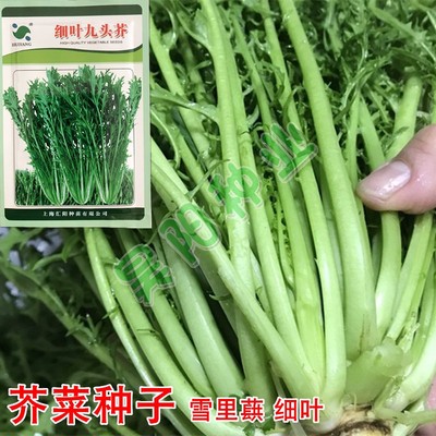 细叶九头芥菜种籽春秋季播雪里蕻