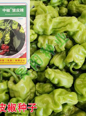 中椒皱皮椒种子早熟辣椒种籽