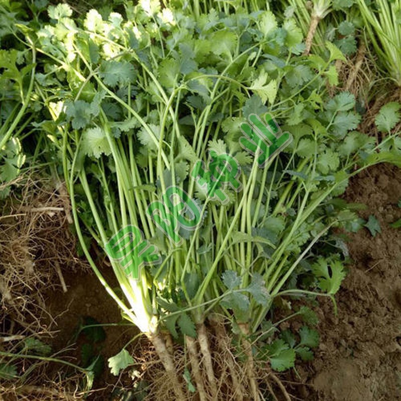 家庭菜园艺种子芫荽种子大叶香菜种子阳台盆栽蔬菜种子四季春秋季