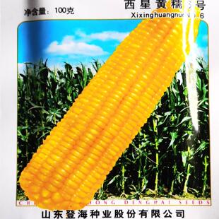 登海西星黄糯6号玉米种子 香甜粘糯鲜食 老品种高产种籽大田基地