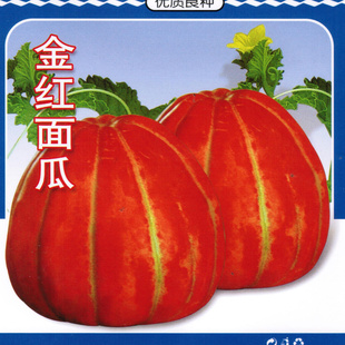 金红皮面瓜种子老品种黄皮面瓜四季水果种籽春秋四季甜瓜香瓜种子