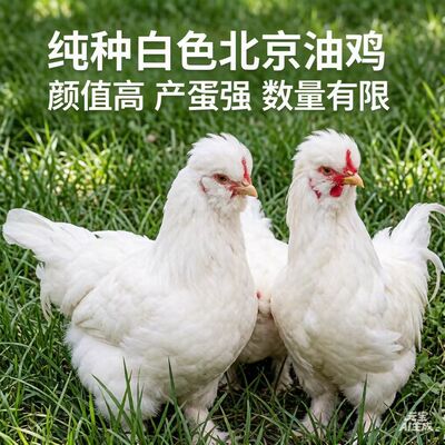 纯白北京油鸡观赏鸡包活到家