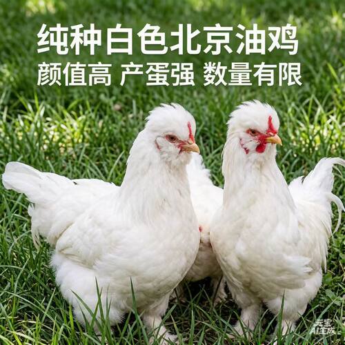 纯白北京油鸡观赏鸡包活到家