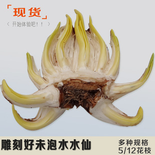 漳州处理雕刻好水仙花头加工好复瓣单瓣金盏银台金水仙黄金水仙