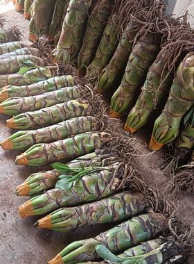 云南地涌金莲冬季红色带花发货批发零售办公阳台庭院四季绿植包活