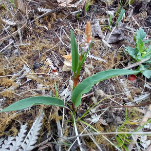 云南新鲜拳参 草血竭 老腰弓 地蜂子 一口血 草血竭鲜根包邮500g