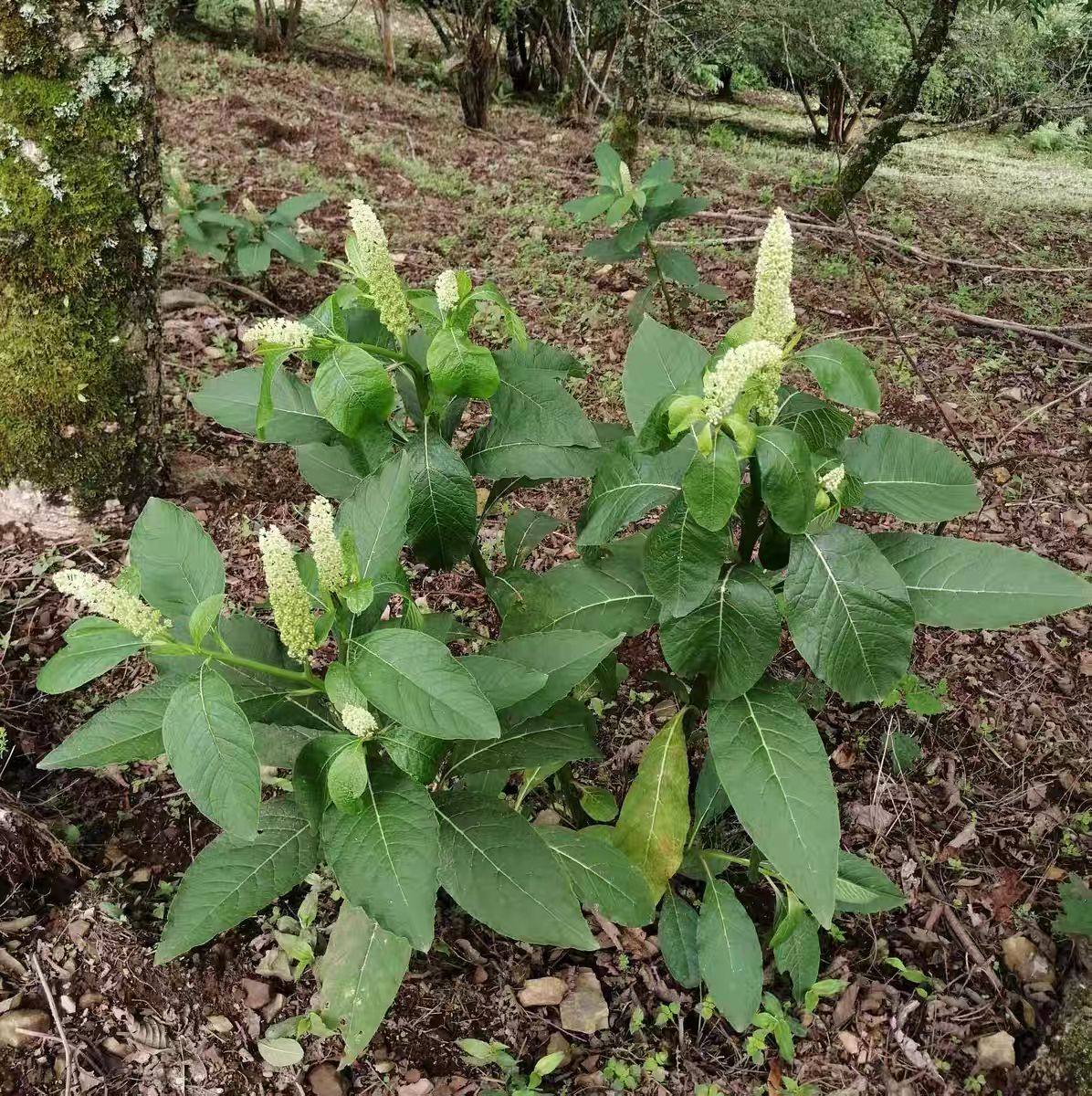 云南商陆根 新鲜山萝卜 白商陆 见肿消 新鲜商陆根包邮500克