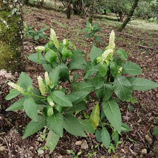 云南商陆根 新鲜山萝卜 白商陆 见肿消 新鲜商陆根包邮500克