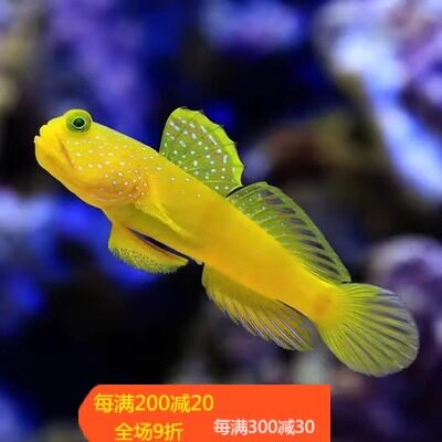 钻石哨兵黄金虾虎金头白虾虎四驱车贝拉金剪刀虾虎翻砂清理小丑鱼