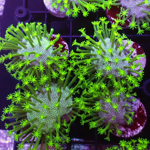 皮革珊瑚长须花环皮非日木耳皮革珊瑚樱花手指海绵树海水活体珊瑚