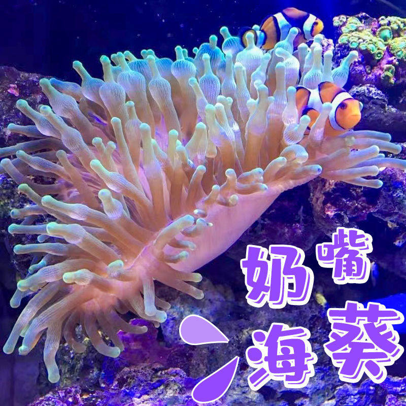 奶嘴海葵小丑鱼共生紫头海葵观赏活体珊瑚荧光绿奶嘴海葵软体地毯,宠物/宠物食品及用品,其它水族宠物,淘宝优惠券,粉丝福利购,淘宝优惠卷