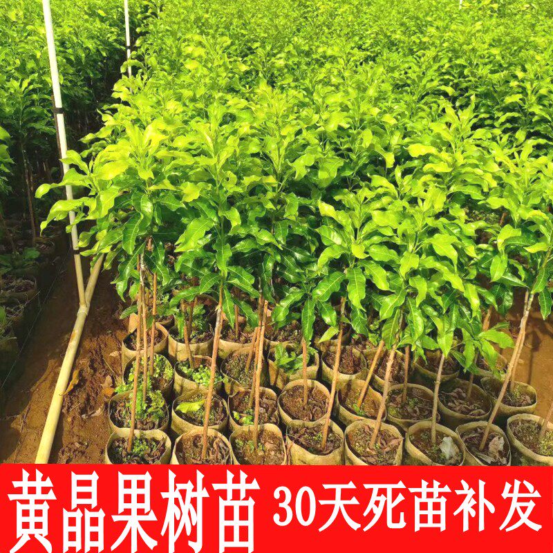 黄晶果树苗盆栽黄晶果嫁接苗6号黄宝石四季奶香带土南方种