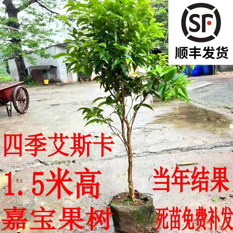 嘉宝果树四季嘉宝果苗艾斯卡嘉宝果大苗树葡萄当年结果带土发货