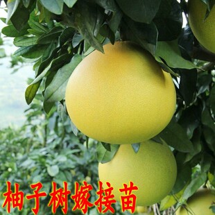 柚子树沙田柚树苗嫁接红柚子树苗三红密柚苗南方种植带土当年结果