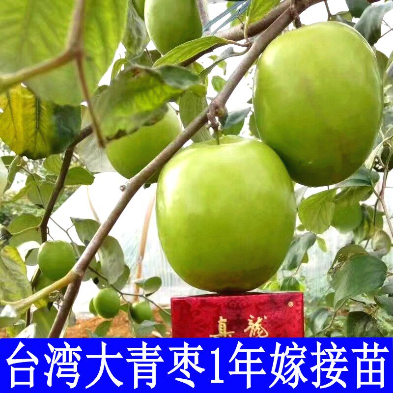 台湾大青枣嫁接苗青枣苗台南枣嫁接苗蜜丝枣苗台湾青枣嫁接苗带土