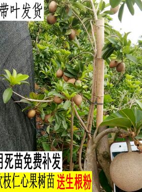 人心果树苗嫁接苗四季南方种植