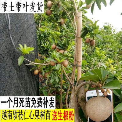 人心果树苗嫁接苗四季南方种植