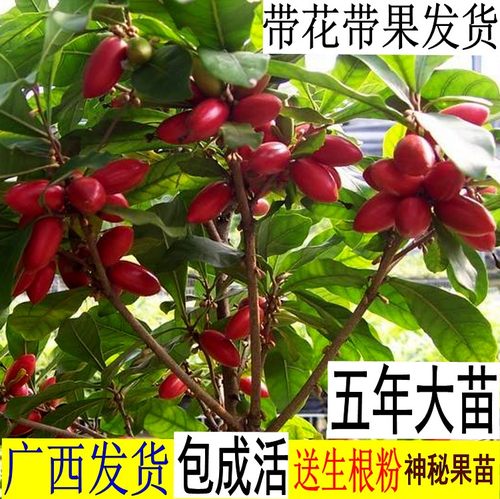神秘果盆栽神秘果树苗当年结果