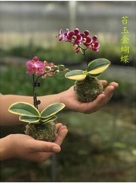 蝴蝶兰迷你金边花矮种叶