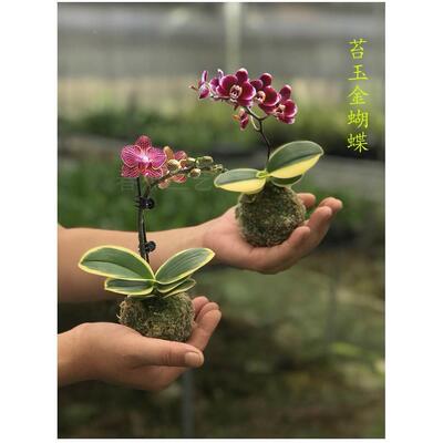 蝴蝶兰迷你金边花矮种叶