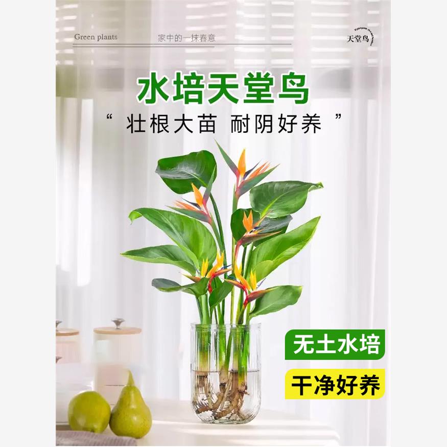 天堂鸟植物无土纯水培室