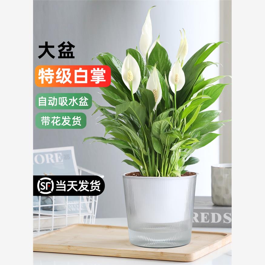 白掌盆栽特级大盆一帆风顺水培植物室内花卉好养绿植耐阴清新空气