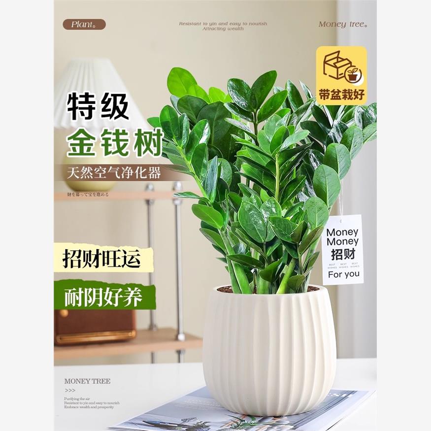 金钱树盆栽植物室内花卉招财小发财树大型客厅好养绿植大摇钱串子
