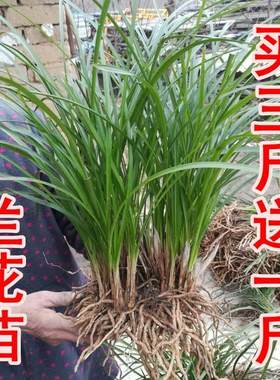 秦岭兰花苗春蕙浓香带花苞