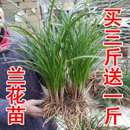 秦岭兰花苗春蕙浓香带花苞