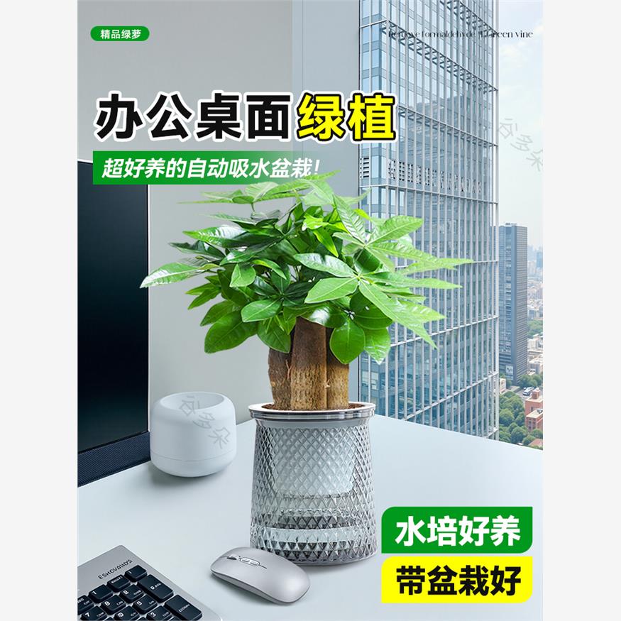办公室绿植发财树盆栽水培植物招财吊兰绿萝好养室内桌面四季常青