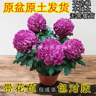 菊花盆栽带花苞耐寒九月菊大花植物花卉可食用菊花苗室外