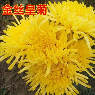 食用菊花苗四季开花金丝黄菊泡茶杭白菊盆栽婺源皇菊苗贡菊花大苗