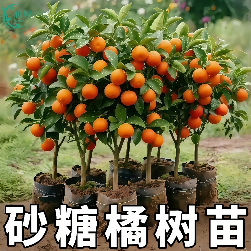 沙糖桔树苗地栽盆栽南方北方种植橘子树苗柑桔果树果苗嫁接砂糖橘