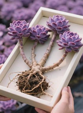 紫乐多肉老桩群生多头带崽精品盆栽紫色花卉新手好养阳台植物绿植