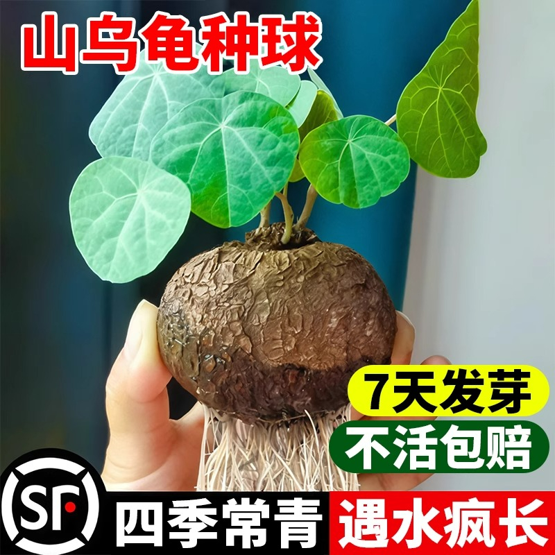 水培山乌龟爬藤植物观叶绿植一叶龟种球桌面好水养活盆栽美观趣味