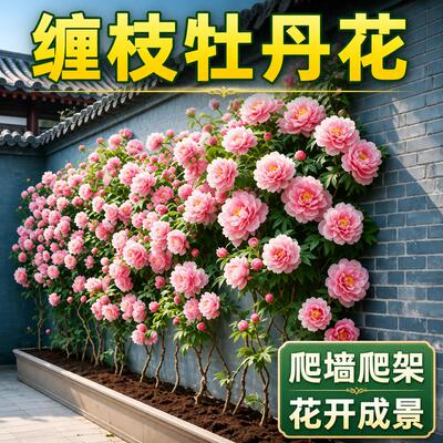 缠枝牡丹10公分左右高花