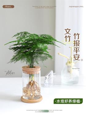 水培文竹盆栽室内小绿植办公室书房摆件水养花卉净化空气四季水生