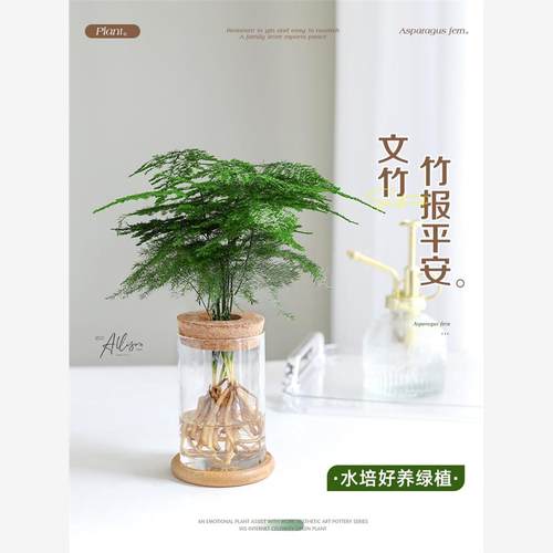 水培文竹盆栽室内小绿植办公室书房摆件水养花卉净化空气四季水生