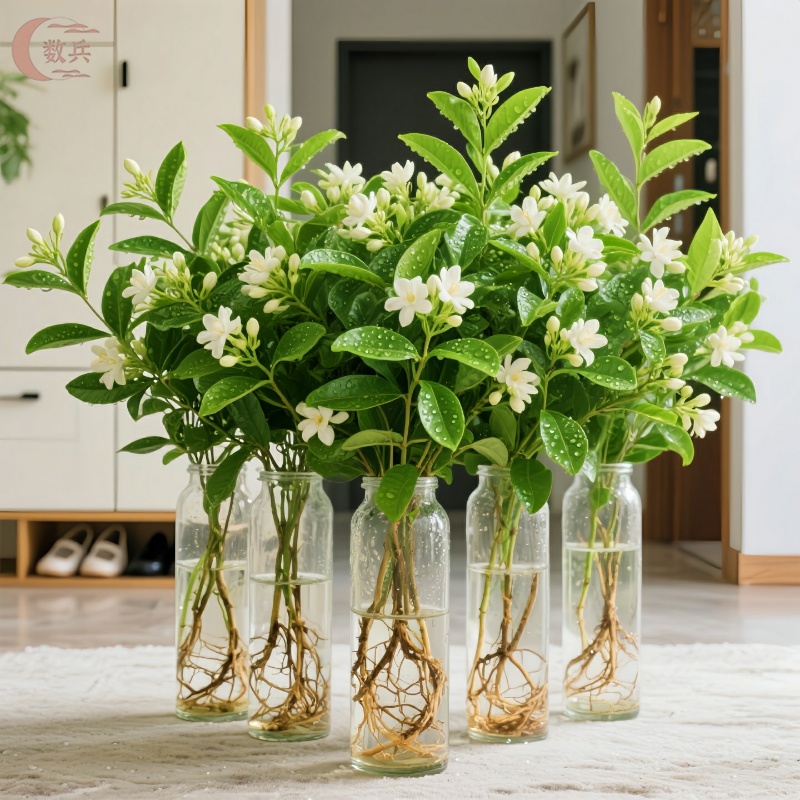 茉莉花水培植物盆栽带花