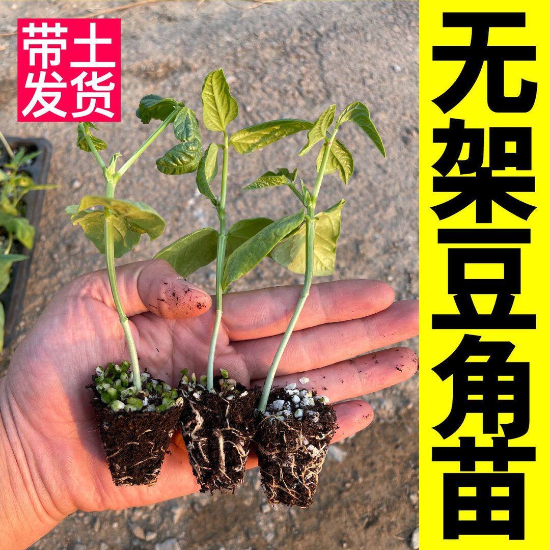 高产无架豆角秧苗免搭架红绿豇豆种秧苗四季豆蔬菜庭院地栽易成活