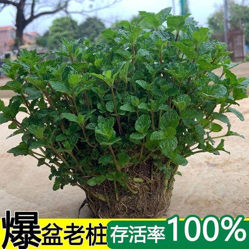 薄荷盆栽食用种好老根阳