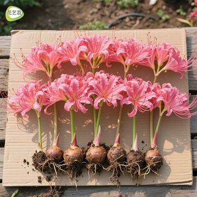 彼岸花种球曼珠沙华石蒜